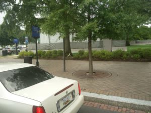 A white squirrel near the base of a tree