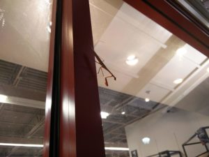 A praying mantis looking at the camera, on a window frame